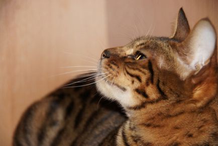 Toyger Pisici descriere rasa și natura (piatra) Pisici Toyger descriere rasă și de caractere
