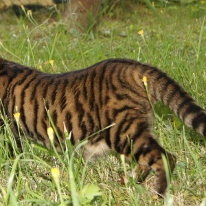 Toyger Pisici descriere rasa și natura (piatra) Pisici Toyger descriere rasă și de caractere