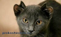 Pisicile ale căror patru urechi (pisica cinci urechi) Pisicile care au patru urechi