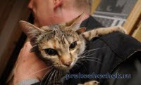 Pisicile ale căror patru urechi (pisica cinci urechi) Pisicile care au patru urechi