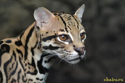 Cat ocelot, portal de divertisment (kilometri) Cat Ocelot, portal de divertisment