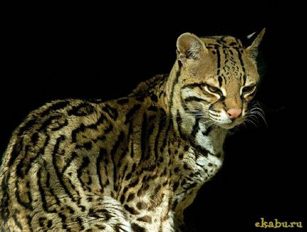 Cat ocelot, portal de divertisment (kilometri) Cat Ocelot, portal de divertisment