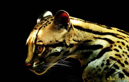Cat Ocelot, portal de divertisment (Ocelot) Cat Ocelot, portal de divertisment