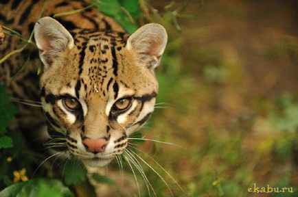 Cat Ocelot, portal de divertisment (oceloți) Cat Ocelot, portal de divertisment