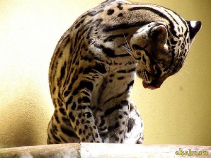 Cat ocelot, portal de divertisment (kilometri mile pătrate) Cat Ocelot, portal de divertisment