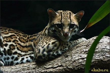 Cat Ocelot, portal de divertisment (pisică) Cat Ocelot, portal de divertisment
