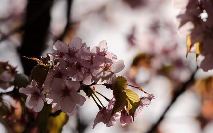 flori frumoase de cires, revista on-line pozitiv (Cherry Blossom) flori de cires frumoase, revista on-line pozitiv
