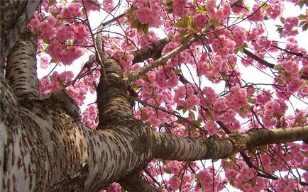 flori frumoase de cires, revista on-line pozitiv (Cherry Blossom) flori de cires frumoase, revista on-line pozitiv