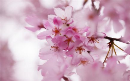 flori de cires frumoase, revista on-line pozitiv (ramura sakura) flori de cires frumoase, revista on-line pozitiv