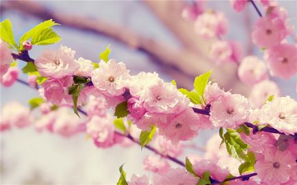 flori de cires frumoase, revista on-line pozitiv (Sakura) flori de cires frumoase, revista on-line pozitiv