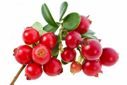 Frunze merișor proprietăți terapeutice și contraindicații 1 (lingonberry) Frunze cranberries proprietăți terapeutice și contraindicații 1