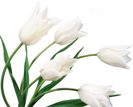 poezii preferate și proză - Toate Rose (bun au fost în stare proaspătă) poezii preferate și proză - Toate trandafirului