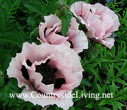 plante de mac, flori (flori de mac mac roșu floare fotografie oriental opium plantelor de plantare cultivarea perene Papaver anual opium) plante de mac, flori