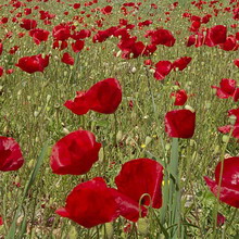 Papaver rhoeas (Papaver rhoeas l (rhoeas) Papaver rhoeas (Papaver rhoeas l