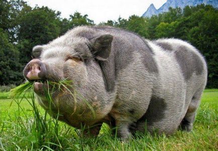 fapte puțin cunoscute despre porci porci (fapte) fapte puțin cunoscute despre porci de porc
