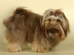 Malteză câine foto și video de tunsori (catelusul) fotografii și video Clippers câine malteză