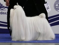 Malteză câine fotografie și tunsoare video (foto) fotografii și video Clippers câine malteză