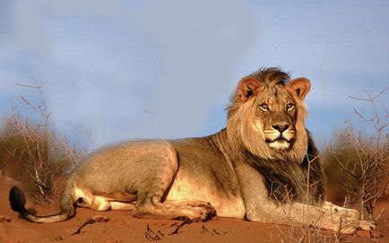Continentul Africa - informații, fotografii, descriere (tapet) Continentul Africa - informații, fotografii, descriere