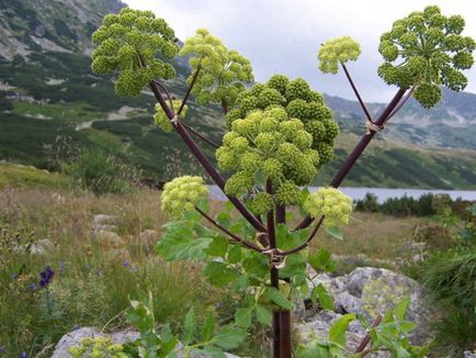 plante miere mijloc banda fotografia și numele, grădina proprietarului (foto) plante melifere banda fotografie și numele de mijloc, grădina proprietarului