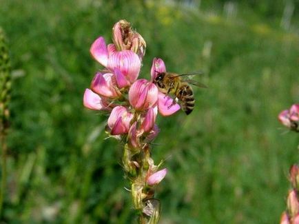 plante miere mijloc banda fotografia și numele, problema de master (miere Goldenrod de plante) plante melifere banda fotografie și numele de mijloc, grădina proprietarului