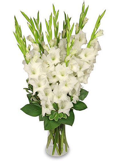 gladiole Mondiale alcătuiesc un buchet de gladiole © Lazarevic t (foto gladiole) gladiole Mondiale alcătuiesc un buchet de gladiole © Lazarevic T