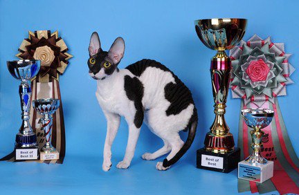 Organizația Mondială feline, articol (organizarea de iubitorii de pisici) Organizațiile feline Mondiale, articol