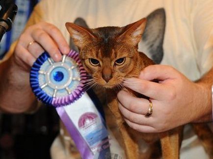 Organizația Mondială feline, articolul (organizații feline) Organizațiile feline Mondiale, articol