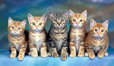Organizația Mondială felin, articole (organizații internaționale feline) Organizațiile feline Mondiale, articol