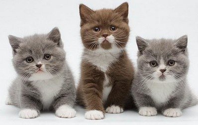 Organizația Mondială feline, articolul (organizații feline) Organizațiile feline Mondiale, articol