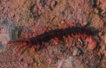 Centipede - un dăunător de plante de apartament, secrete gradina (gradina) Centipede - un dăunător plantelor din casa, secrete de grădină