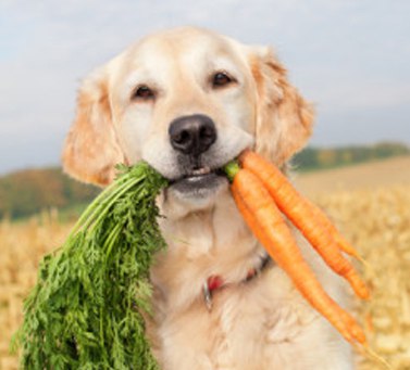 Nu câinii pot fi vegetariene (câini) Nu câinii pot fi vegetarieni