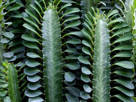 Euphorbia Trigona îngrijire adecvată la domiciliu, de reproducere (condiții) Euphorbia Trigona îngrijire adecvată la domiciliu, de reproducție