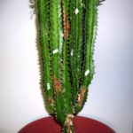Euphorbia Trigona îngrijire adecvată la domiciliu, reproducere (de îngrijire) Euphorbia Trigona îngrijire adecvată la domiciliu, de reproducție