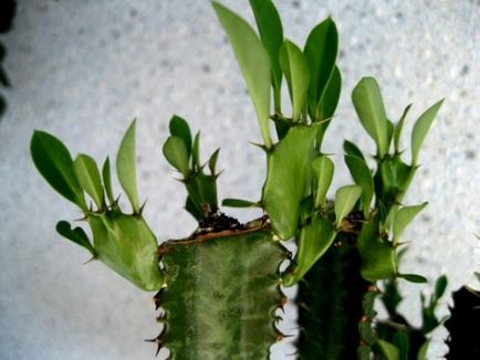 Euphorbia Trigona îngrijire adecvată la domiciliu, reproducere (dreapta) Euphorbia Trigona îngrijire adecvată la domiciliu, de reproducție