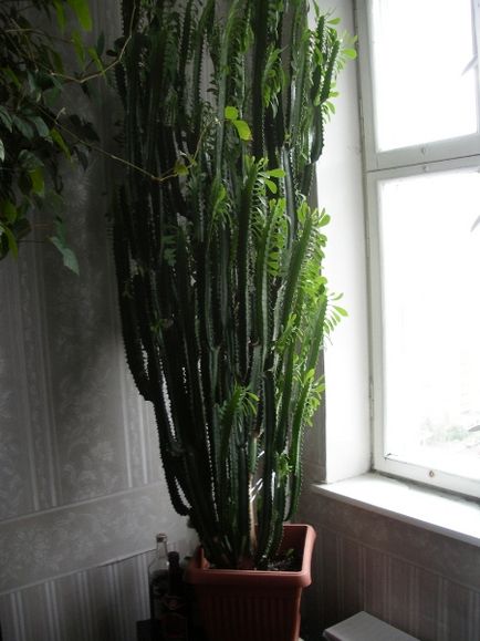 Euphorbia Trigona îngrijire adecvată la domiciliu, reproducere (de îngrijire) Euphorbia Trigona îngrijire adecvată la domiciliu, de reproducție