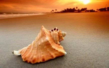 Scoici (40 poze) (mare) Seashells (40 poze)