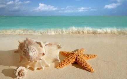 Scoici (foto 40) (foto) Seashells (40 poze)