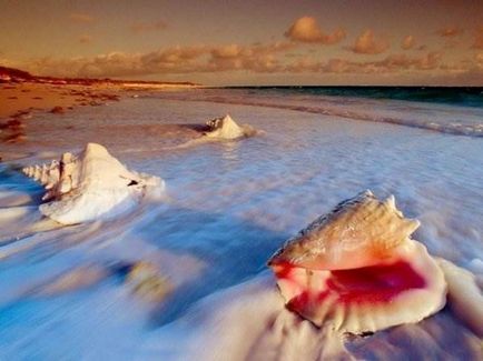 Scoici (foto 40) (fotografie mare scoici) Seashells (40 poze)