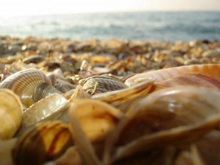 Scoici (40 poze) (mare) Seashells (40 poze)
