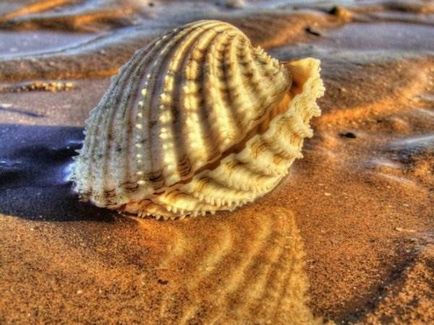 Scoici (40 poze) (nu există două identice) Seashells (40 poze)