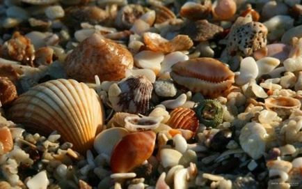Seashells (40 poze) (Shell) Seashells (40 poze)