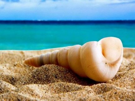 Scoici (foto 40) (foto) Seashells (40 poze)