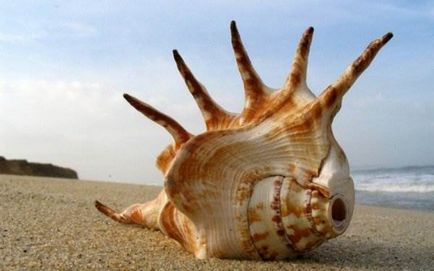 Scoici (foto 40) (fotografie mare scoici) Seashells (40 poze)
