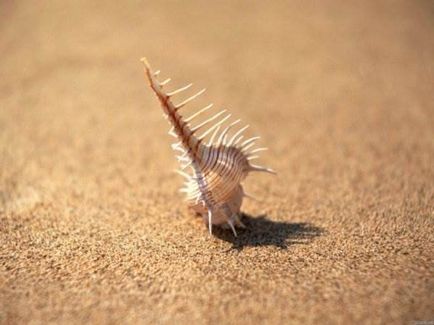 Scoici (40 poze) (nu există două identice) Seashells (40 poze)