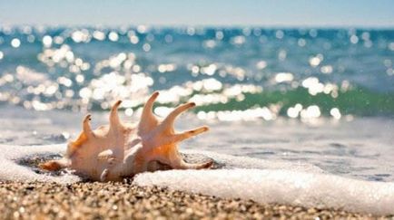 Scoici (foto 40) (foto) Seashells (40 poze)
