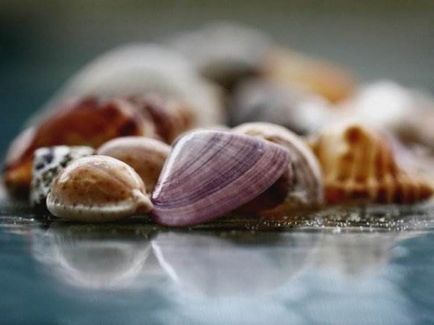 Seashells (40 poze) (Shell) Seashells (40 poze)