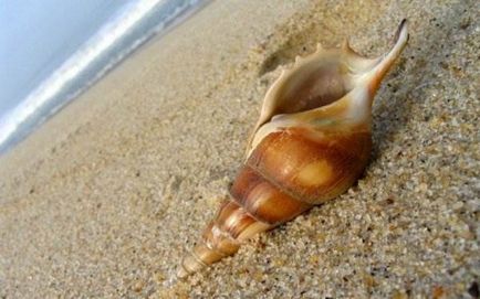Seashells (40 poze) (Shell) Seashells (40 poze)