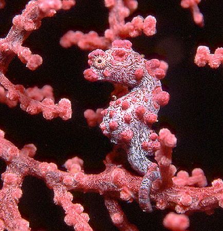 Seahorse - pește minunat, cu capul unui cal (mare) Seahorse - pește minunat cu cap de cal