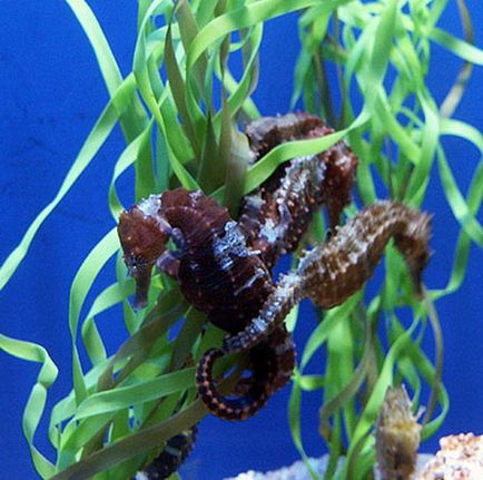 Seahorse - pește minunat, cu un cap de cal (cal) Seahorse - pește minunat cu cap de cal