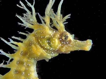 Seahorse - pește minunat, cu capul unui cal (Seahorse) Seahorse - pește minunat cu cap de cal